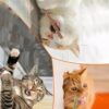 cature Care by Nature Cat Chew Sticks - Natural Catnip Toys With Mint Stick For Cat Teeth Cleaning & Playful Entertainment