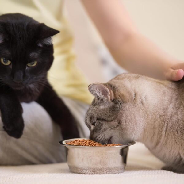 Amazon Basics Dry Cat Food | 1 Kg Trial Pack| Ocean Fish | with Real Chicken Meat & Fish | Suitable for Adult Cats | Packed with Protein | Suitable for All Breeds