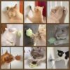 Sunkizzrs® Catnip Toy - Scratching & Rubbing Mint Balls(1 Pcs) Cats Rotatable Edible Mint Natural Healthy Teeth Cleaning Chew Claw Toy for Cat/Kitten (Green Hedgehog)