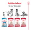 71OcwAiWgL._SL1320_.jpg Royal Canin Medium Adult Dog Food, 1 Kg, Dry Food, Provides Muscle Mass, Supports Complex Natural Defense & Optimal Health Support