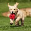 71Q5Tj39nAL._SL1500_.jpg PremiumAV Dog Puppy Cat Paw Print Squeaker Ball – Interactive Chew Toy with Sound for Small to Medium Pets, Durable Stress Relief & Training Toy for Dogs and Cats