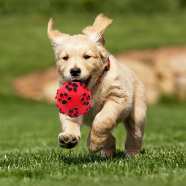 71Q5Tj39nAL._SL1500_.jpg PremiumAV Dog Puppy Cat Paw Print Squeaker Ball – Interactive Chew Toy with Sound for Small to Medium Pets, Durable Stress Relief & Training Toy for Dogs and Cats