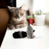 BarkButler x FOFOS Floppy Crinkle Raccoon Cat Toy - US Grade Catnip and Super Soft Fabric, Premium Cat Accessories with Catnip for Cats, Perfect Cat Toys and Kitten Toys for Playful Cats and Kittens