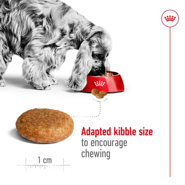 71TUeQDTPhL._SL1320_.jpg Royal Canin Medium Adult Dog Food, 1 Kg, Dry Food, Provides Muscle Mass, Supports Complex Natural Defense & Optimal Health Support