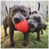 Goofy Tails 4 Rubber Chew Toy Combo for Dogs, Flavoured Bone, Hole Ball, Spike Ball and Trio Ring for Dog