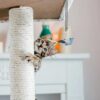 71V1KA4trnL._SL1500_.jpg Qoosea Cat Feather Toys, Interactive Cat Toys with Teaser Wands and Strong Suction Cup, Cat Toys for Indoor Cats Kitten Interactive Training (Colorful-15j)