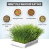 71WEyfWBgcL._SL1500_.jpg Trixie Cat Grass Seeds with Plastic Planter for Kittens and All Cats, Soft, Vitamin-Rich, Easy Grow, Nutritious & Natural, Supports Health & Digestion, 100 g
