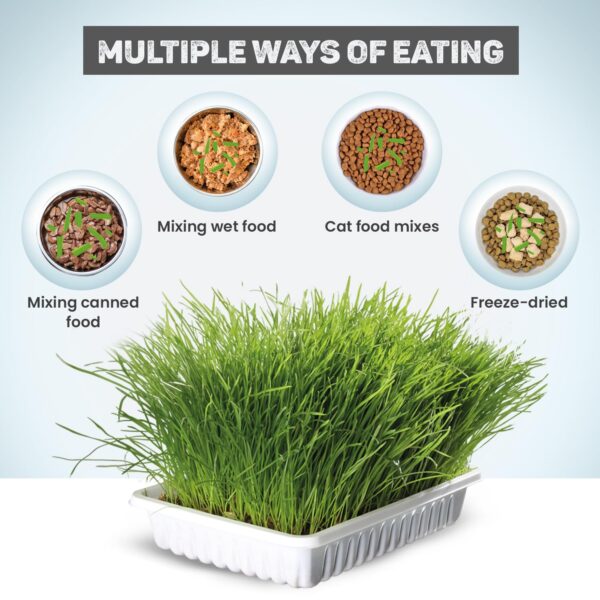 71WEyfWBgcL._SL1500_.jpg Trixie Cat Grass Seeds with Plastic Planter for Kittens and All Cats, Soft, Vitamin-Rich, Easy Grow, Nutritious & Natural, Supports Health & Digestion, 100 g