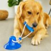 71YtJ0swF4L._SL1500_.jpg amazon basics Tug of War Interactive Dog Toy | Blue | Suction Cup | Chew Grip with Rope | Stimulating & Interactive Ball for Teeth Cleaning