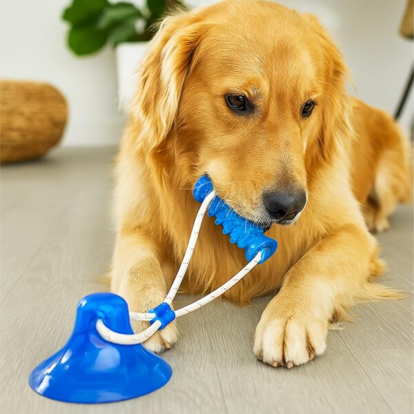 71YtJ0swF4L._SL1500_.jpg amazon basics Tug of War Interactive Dog Toy | Blue | Suction Cup | Chew Grip with Rope | Stimulating & Interactive Ball for Teeth Cleaning