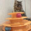 cature Care by Nature 3 Levels Pet Cat Toy Funny Tower Tracks Disc Cat Tracks Toys Training Intelligence Amusement Plate Cat Ball Toys For Cats Kitten With Free 10 Ml Catnip Offer