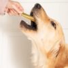 Goofy Tails Active Carrot and Yam Dental Stick 220g Dog Treats Non-Vegetarian, Dental Sticks for Dogs, Chew Sticks for Dogs, Dog Treats for Adult Dog and Puppies, Dog Chew Stick