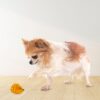 71cOC3K35L._SL1500_.jpg Hedgehog – Squeaky Toys for Dogs, Latex Dog Toys for Large Dogs (0–30kgs) – Orange
