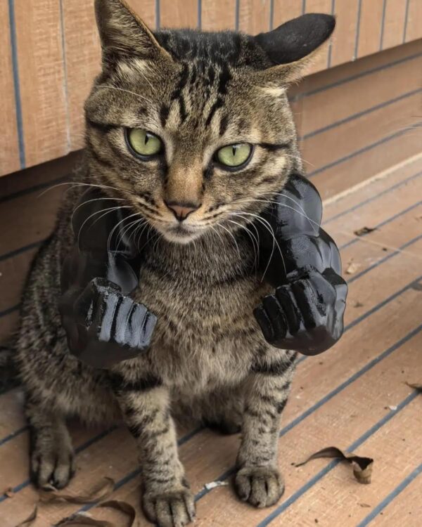 Cat Toy, Cat Arms, Muscle Arms, Large Black, Funny Pet Props for Interactive Play, Unique Gift for Enthusiasts, Social Media Worthy Decoration, Size 6.38 x 6.77 x 3.46 Inches
