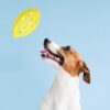 71hV556P3hL._SL1500_.jpg BarkButler x FOFOS Super Durable Rugby Ball Dog Toy - Chew Toys for Dogs, Dog Toys for Large Dogs (5-30kgs) - Yellow