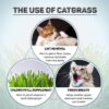 71iTSxsa8mL._SL1500_.jpg Trixie Cat Grass Seeds with Plastic Planter for Kittens and All Cats, Soft, Vitamin-Rich, Easy Grow, Nutritious & Natural, Supports Health & Digestion, 100 g