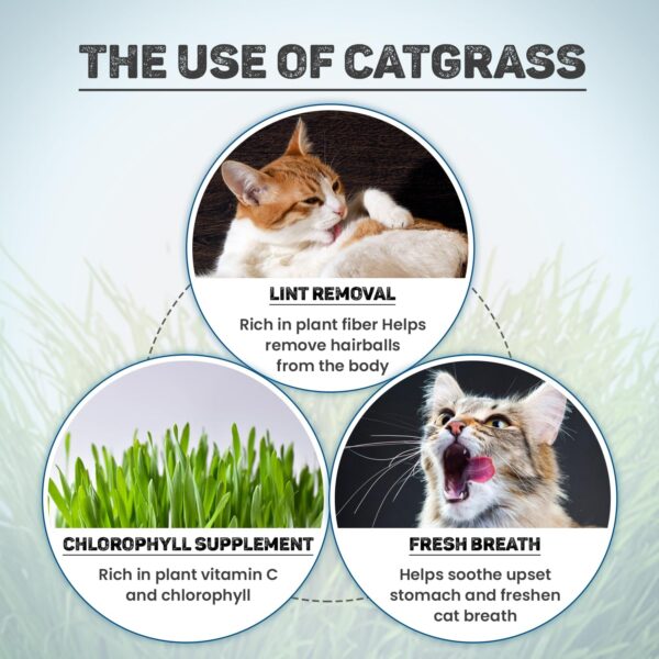 71iTSxsa8mL._SL1500_.jpg Trixie Cat Grass Seeds with Plastic Planter for Kittens and All Cats, Soft, Vitamin-Rich, Easy Grow, Nutritious & Natural, Supports Health & Digestion, 100 g