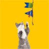 BarkButler x FOFOS S.O.S Flag Teaser Cat Toy - US Grade Organic Catnip, Multicoloured, Recycled Plastic Bottles, Jute Rope Interactive for Cats, Perfect as Kitten Toy