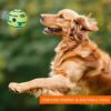 amazon basics Interactive Sound Ball Toy for Dogs and Puppies| Fun Squeaky Sounds | Pet-Safe Materials| Suitable for All Dog Breeds | Size - Large