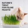 71oH6d3rhAL._SL1500_.jpg Trixie Cat Grass Seeds with Plastic Planter for Kittens and All Cats, Soft, Vitamin-Rich, Easy Grow, Nutritious & Natural, Supports Health & Digestion, 100 g