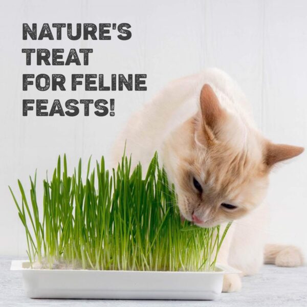 71oH6d3rhAL._SL1500_.jpg Trixie Cat Grass Seeds with Plastic Planter for Kittens and All Cats, Soft, Vitamin-Rich, Easy Grow, Nutritious & Natural, Supports Health & Digestion, 100 g