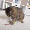 The Pets Company Bouncy Mouse Hunt Cat Toys | Natural Instinct Chase & Play Toy for Cats & Kittens, Pack of 2