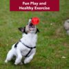Meat Up Non-Toxic Rubber Hole Ball Toy, Puppy/Dog Teething Toy - 7.62 cm Pack