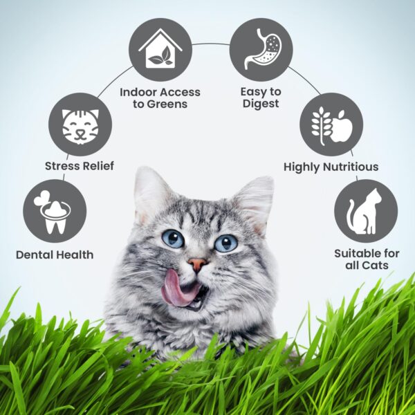 71ybRTXKTgL._SL1500_.jpg Trixie Cat Grass Seeds with Plastic Planter for Kittens and All Cats, Soft, Vitamin-Rich, Easy Grow, Nutritious & Natural, Supports Health & Digestion, 100 g