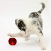 71zT5TzPDuL._SL1500_.jpg PSK PET MART LED Squeaky Ball Toy for Dogs, Cats and Puppies (Multicolour) -Pack of 5