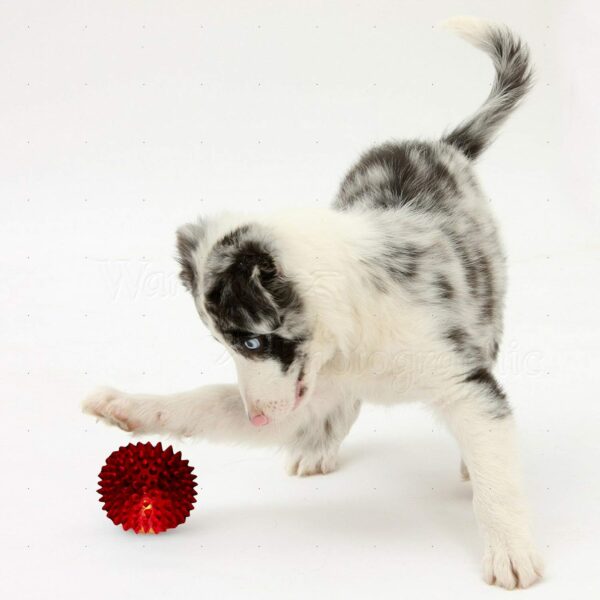 71zT5TzPDuL._SL1500_.jpg PSK PET MART LED Squeaky Ball Toy for Dogs, Cats and Puppies (Multicolour) -Pack of 5