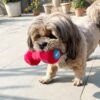 81-6Q7GDmVL._SL1500_.jpg Goofy Tails Gym Series Dumbbell Plush Toy for Dogs | Squeaky Toy for Dogs and Puppies | Great for Playing Fetch and Retrieve (Red)
