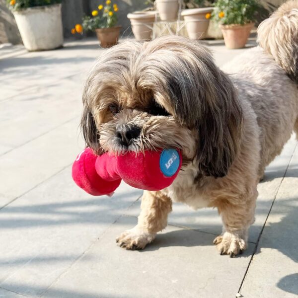 81-6Q7GDmVL._SL1500_.jpg Goofy Tails Gym Series Dumbbell Plush Toy for Dogs | Squeaky Toy for Dogs and Puppies | Great for Playing Fetch and Retrieve (Red)