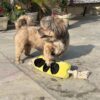 Goofy Tails Traffic Light Plush Toy With 3 Squeaky Tennis Balls for Dogs - Crinkle and Chew Toys for All Breeds - Ball and Rope Toys