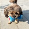 814K-Ev7UOL._SL1500_.jpg Goofy Tails Gym Series Dumbbell Plush Toy for Dogs | Squeaky Toy for Dogs and Puppies | Great for Playing Fetch and Retrieve(Blue)