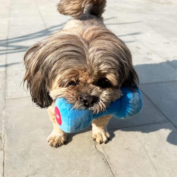 814K-Ev7UOL._SL1500_.jpg Goofy Tails Gym Series Dumbbell Plush Toy for Dogs | Squeaky Toy for Dogs and Puppies | Great for Playing Fetch and Retrieve(Blue)