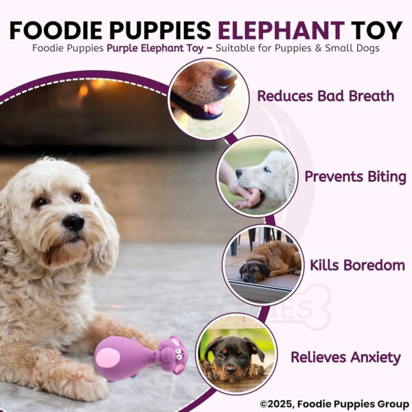 815Cq9TzSEL._SL1500_.jpg Foodie Puppies Natural Latex Rubber Squeaky Chew Toy - (Purple Elephant, 12cm), Suitable for Puppy, X-Small to Small Dogs | Durable, Animal Design, Fetch & Chew Toy