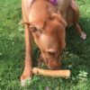 Goofy Tails Coffee Wood Dog Toys| Splinter Free, Caffeine Free, Dog Chew Toys | Natural, Safe Puppy Toy | Dental Care Toy for Dogs & Puppies | Small, 1 Piece