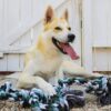 81HCs3O1OL._SL1500_.jpg Foodie Puppies Cotton Chew Rope Dog Toy Large with 6 Knot Thick Chew, Long for Aggressive chewers - Extra Durable - Heavy Duty - Washable (Color May Vary)