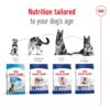 Royal Canin Maxi Adult Dog Food, 220 Grams, Dry Food, Supports Digestive Health & Optimal Health, Provides Bone & Joint Support
