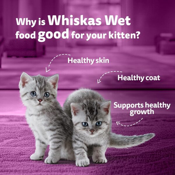 Whiskas Junior Kitten (2-12 Months) Wet Cat Food, Chicken with Salmon in Jelly, 80 g, Hydrating Food Made with Real Fish, 100% Complete & Balanced Nutrition for Kittens
