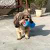 81Wkqvm9mkL._SL1500_.jpg Goofy Tails Gym Series Dumbbell Plush Toy for Dogs | Squeaky Toy for Dogs and Puppies | Great for Playing Fetch and Retrieve(Blue)