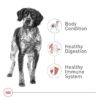 Royal Canin Health Nutrition Medium Adult Dog Dry Food (30 lbs)