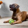 amazon basics Interactive Sound Ball Toy for Dogs and Puppies| Fun Squeaky Sounds | Pet-Safe Materials| Suitable for All Dog Breeds | Size - Large