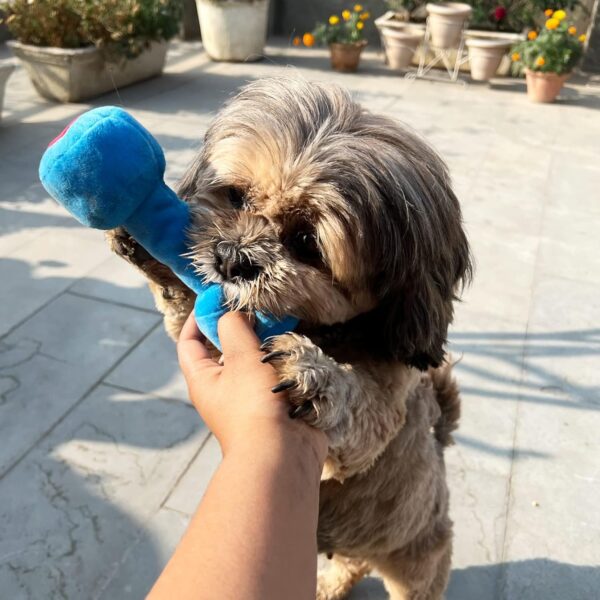 81k29c62k2L._SL1500_.jpg Goofy Tails Gym Series Dumbbell Plush Toy for Dogs | Squeaky Toy for Dogs and Puppies | Great for Playing Fetch and Retrieve(Blue)