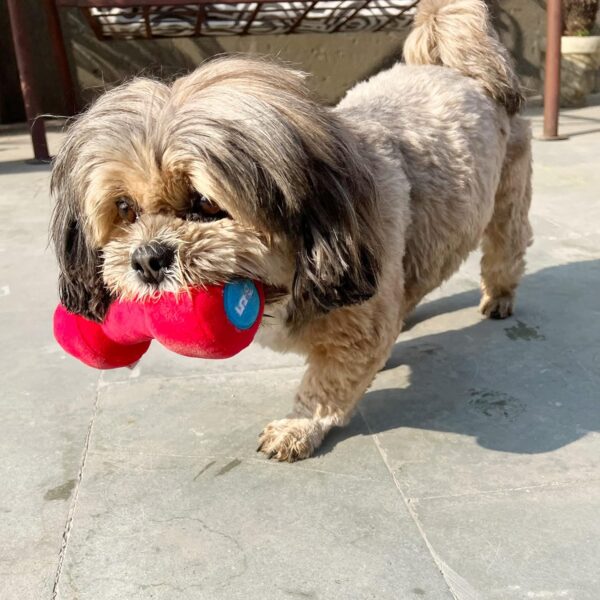 81nH4X-cnvL._SL1500_.jpg Goofy Tails Gym Series Dumbbell Plush Toy for Dogs | Squeaky Toy for Dogs and Puppies | Great for Playing Fetch and Retrieve (Red)