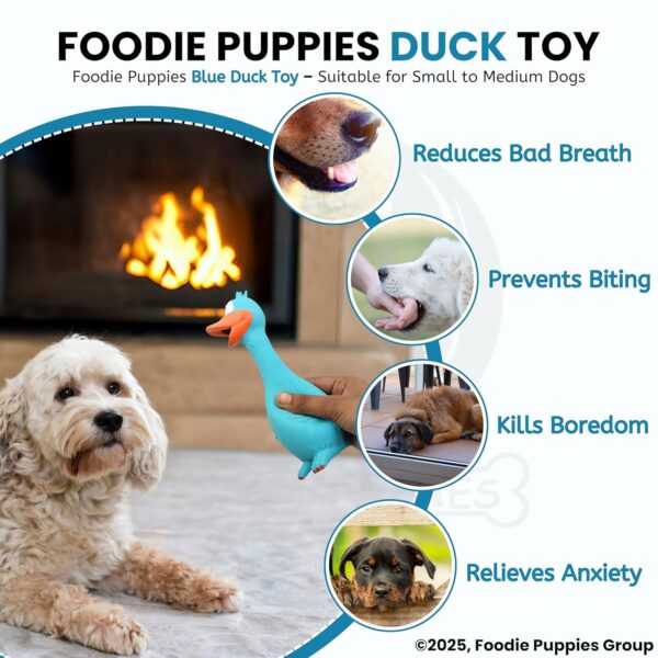 81nmtePSn7L._SL1500_.jpg Foodie Puppies Natural Latex Rubber Squeaky Dog Toy - (Blue Duck) | Small Dogs & Puppy | Durable, Animal Design, Fetch & Chew Safe Play Toy | Reduce Separation Anxiety