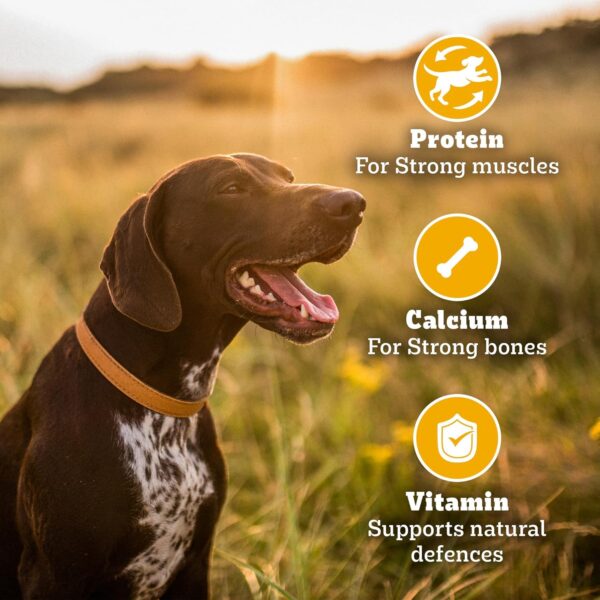 Pedigree Biscrok Biscuits (Above 4 Months) Dog Treats, Chicken with Milk Flavour, 900 g, Source of Calcium, Goodness of 15% Protein