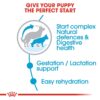 Royal Canin Maxi Starter, Mother & Babydog Food, 1 Kg, Dry Food, Supports Complex Natural Defence & digestive health, Provides Gestation/Lactation Support, Supports Easy rehydration