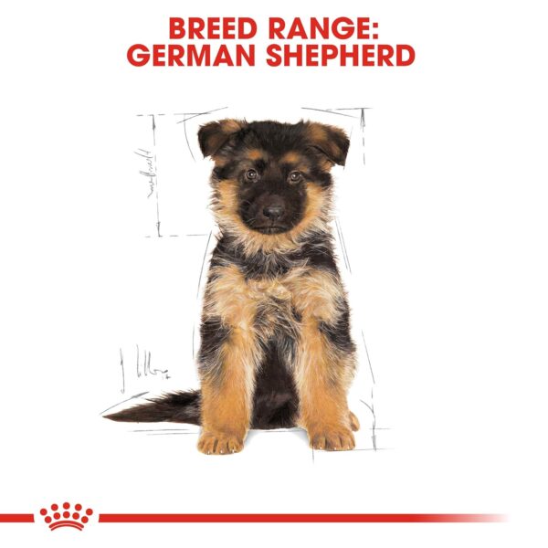 Royal Canin German Shepherd Puppy Food, 1 Kg, Dry Food, Supports Immune System & digestive health, Promotes Bone & Joint Health
