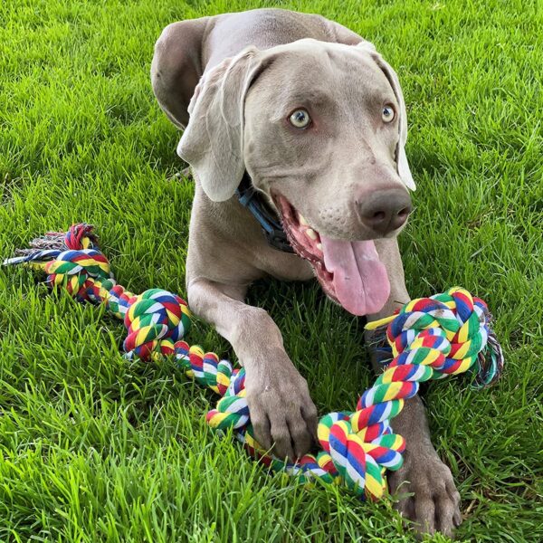 91IqtR1GL._SL1500_.jpg Dog Rope Toys + Chew Toys, Combo Pack of 7 (Color May Vary)